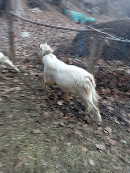 Animale și păsări