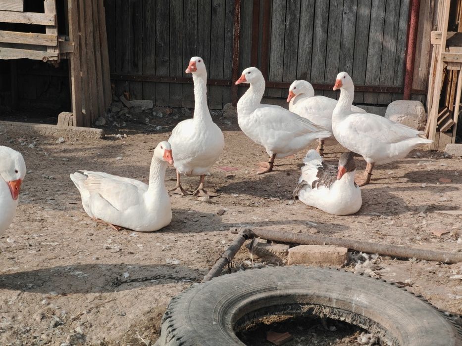 4 gâște și 3 gâscani