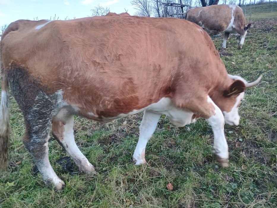 Vând junincă gestantă in opt luni