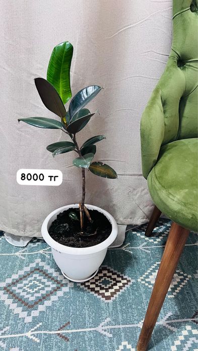 Денежное дерево Фикус Цветок