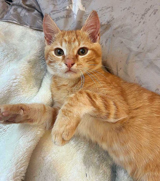 3,5-месечно рижо котенце търси дом