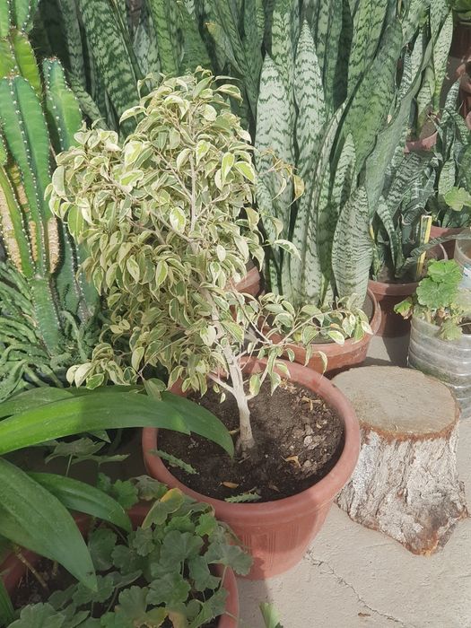 тувак гуллари ва бог гуллари