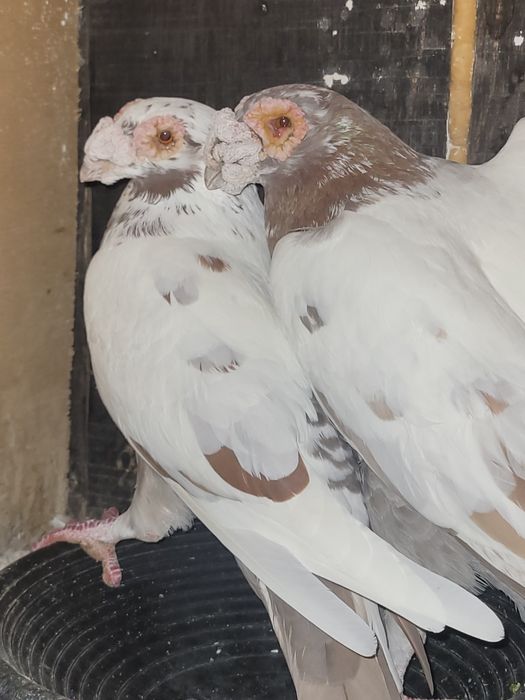 Porumbei voiajori duduros