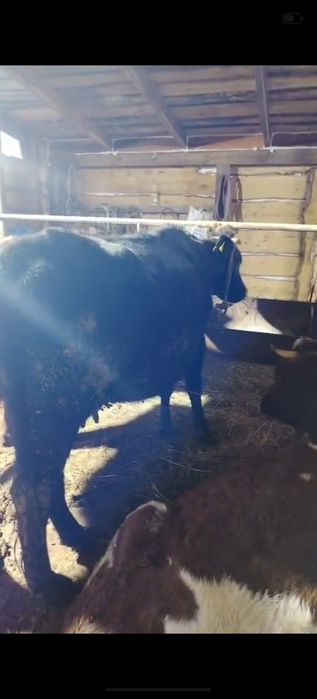 Стельная корова со вторым отелом