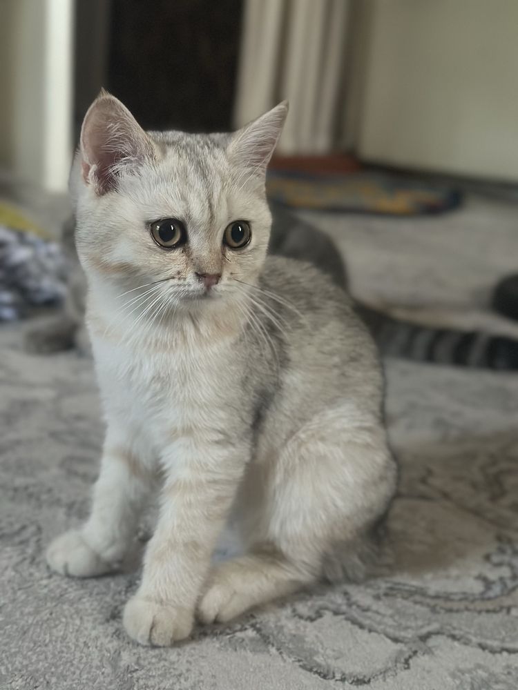 Серебристый шиншилла