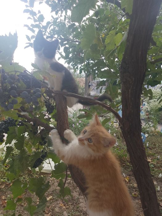 Подарявам две котенца на два месеца