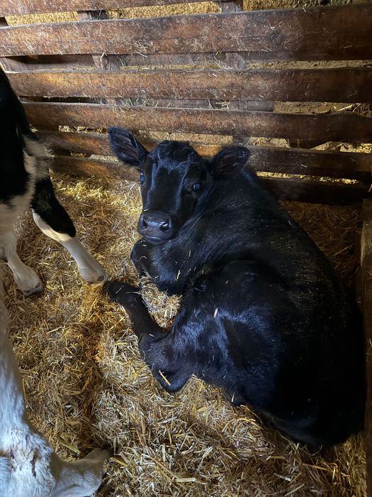 Продавам мъжки телета