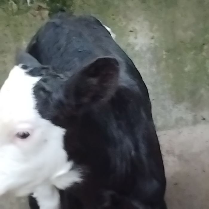 Vand un tauras baltat