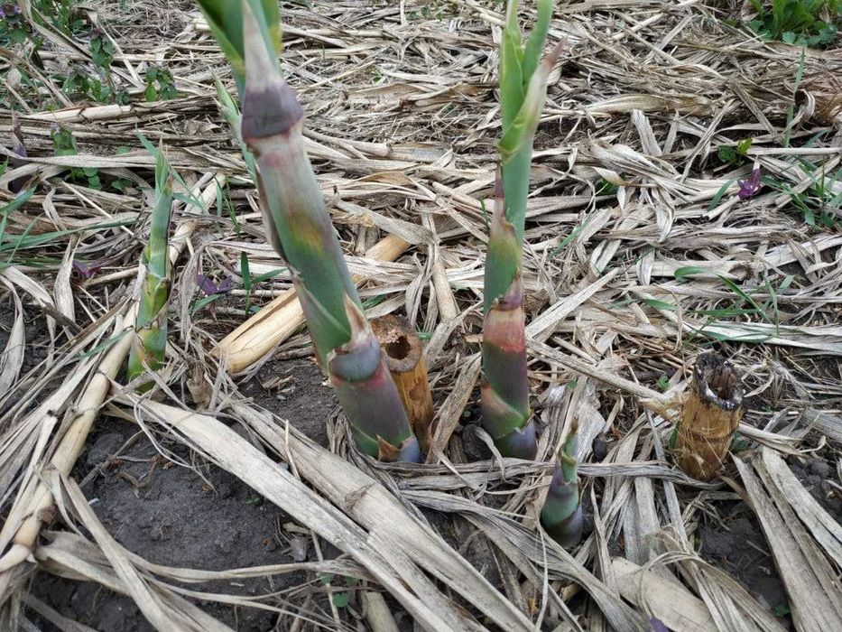Rizomi Rasad Radacina Bambus - Arundo Donax