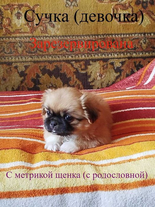 Племенные щенки Пекинеса