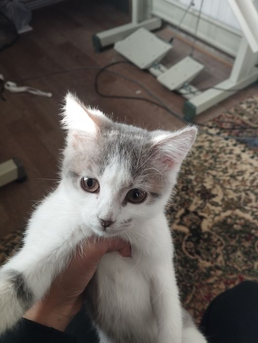 Mushune beraman bepul