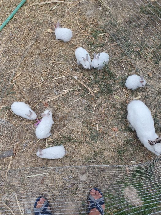 Kaliforniya quyonlar/ калифорнийские кролики