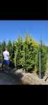 Vindem leylandii glod rider