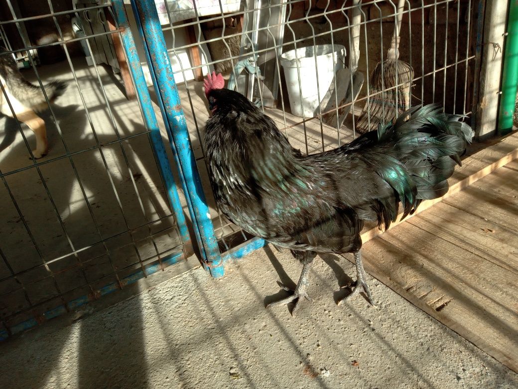 Vând cocos australorp