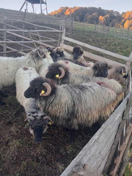 Vand 10 oi bucălăi gestante