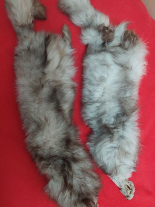 Мех натуральный серый