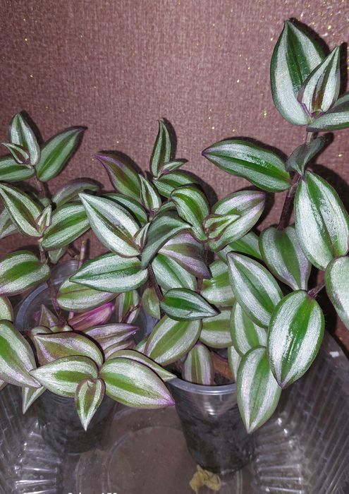 Традесканция зебрина 500тг