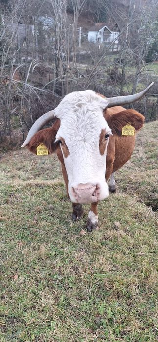 Vaca Baltata romaneasca