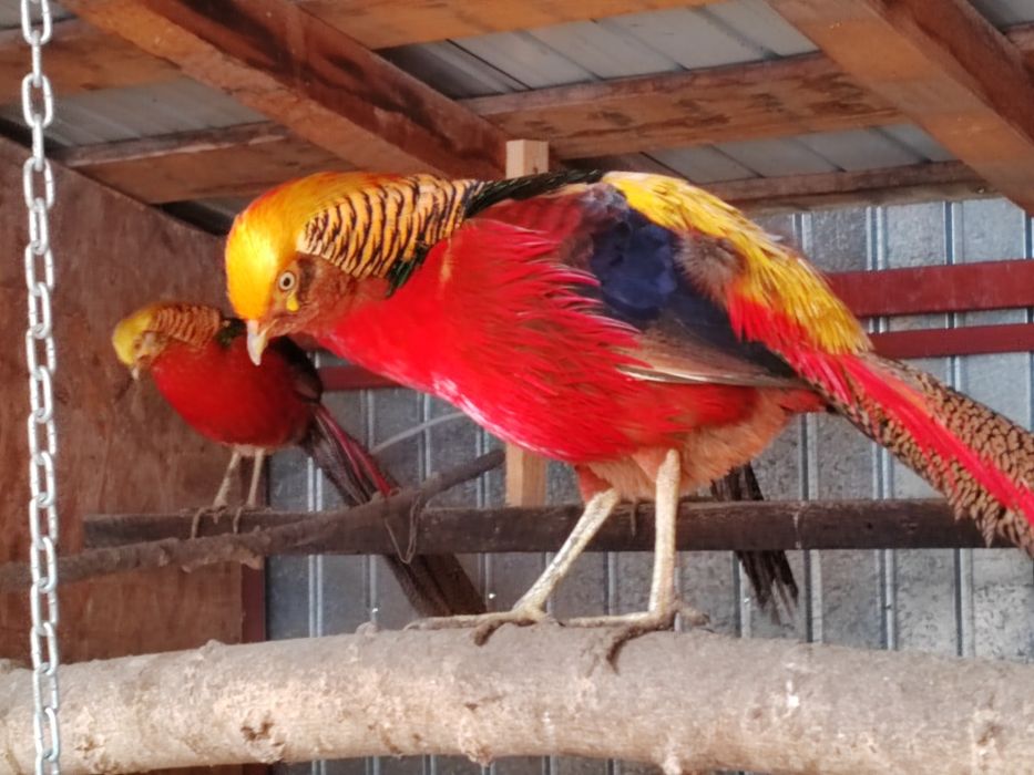 Fazani aurii pe roșu