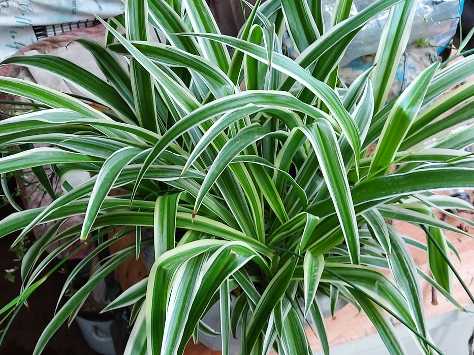 Хлорофитумы 3х видов,  и др. домашние цветы