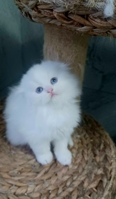Schottish longhair
