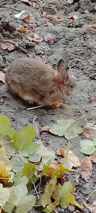 Мини  декаративный кролик