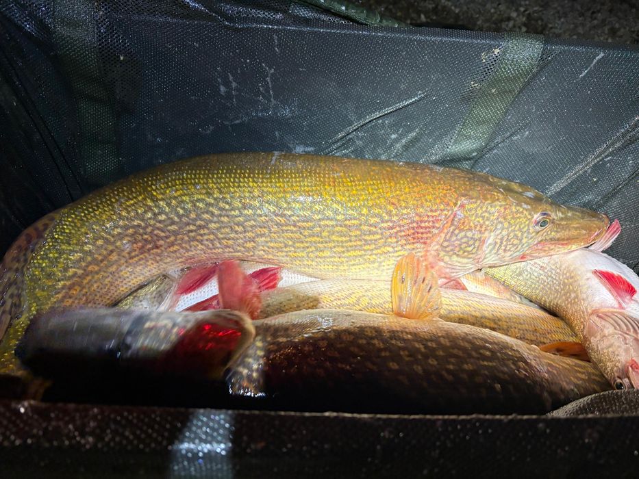 Stiuca repopulare , caras viu , fitofag , peste viu