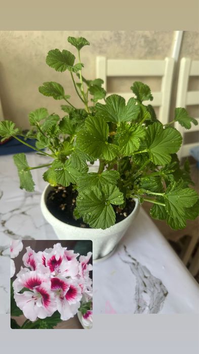 Продам королевскую герань