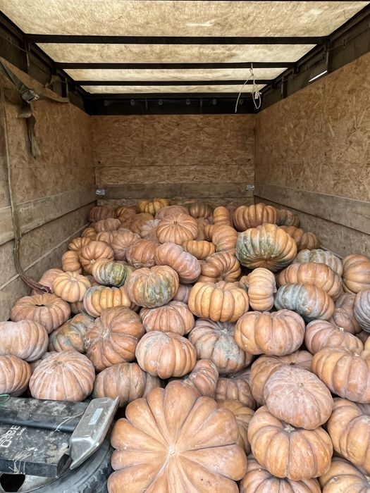 Тыква американка