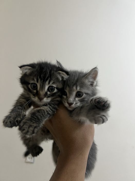 Scotish fold va Scotish strayt