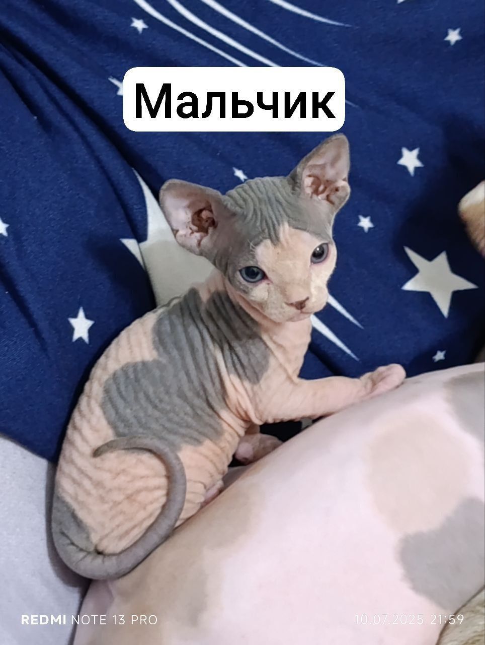 Продам канадского сфинкса