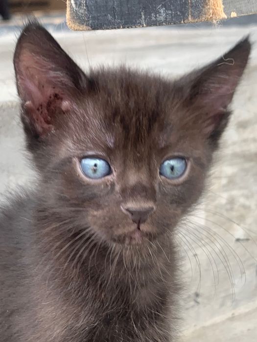 Отдам в хорошие руки