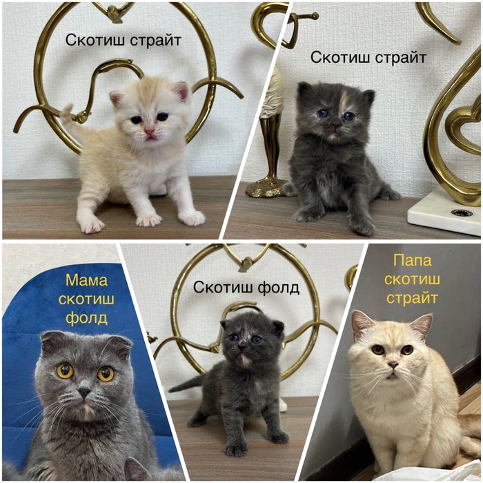 Котята шотландские страйт