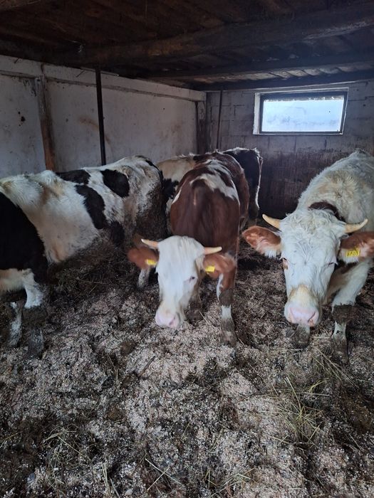 Vând viței  3femele și 1 mascul