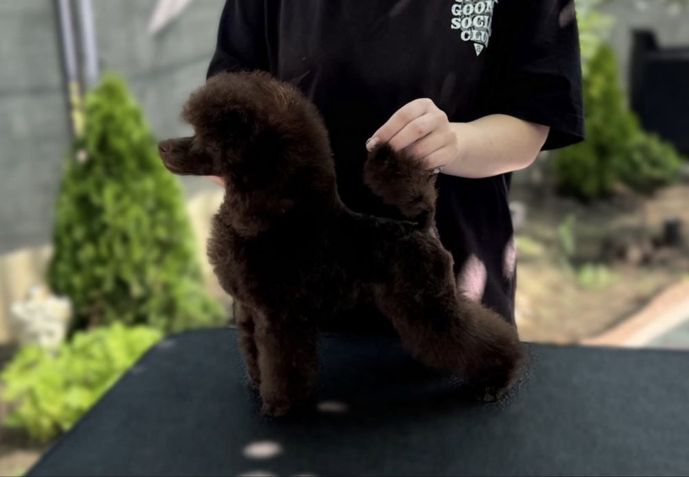 Pudel poodle toy 6m fci