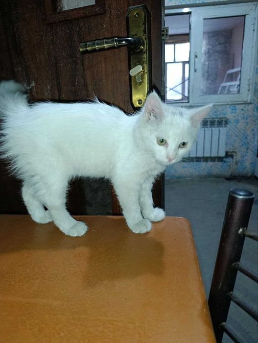 Домашние котята (4 месяца. отдам в добрые руки)