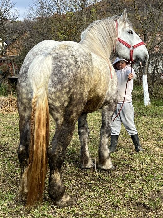 Iapa sura 5 ani 1.70 inaltime foarte blanda fara defecte‼️