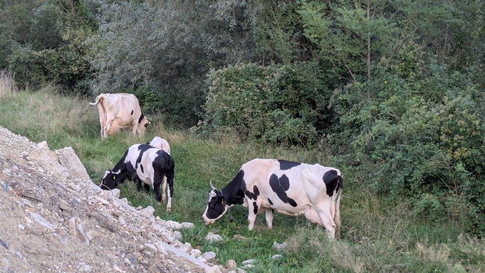 Vând vaca cu vițel, si vaca separat