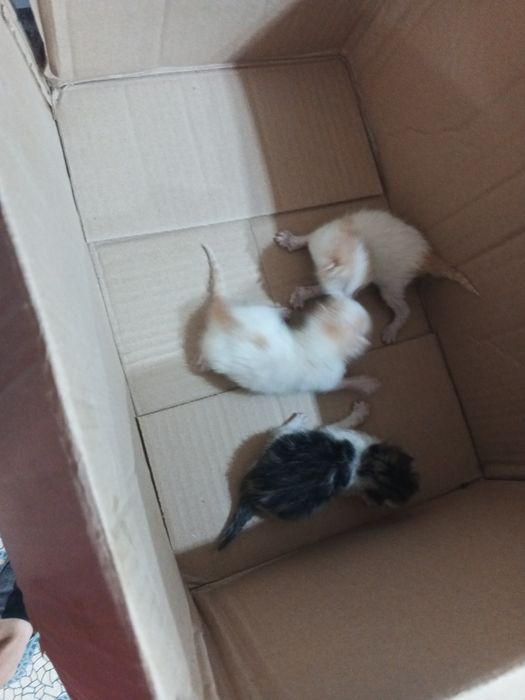Котята очень красивые в Добрые Руки Бесплатно.
