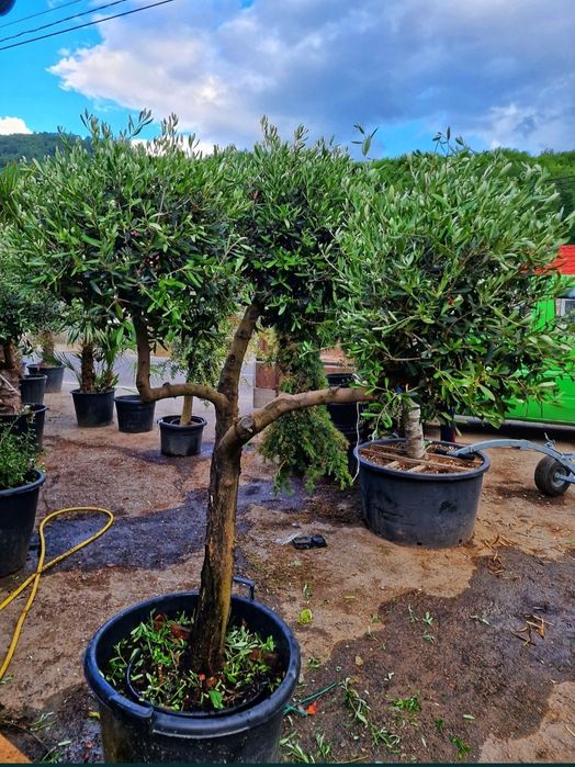 Plante exotice. Palmieri Trachycarpus Fortunei, maslin secular, bonsai