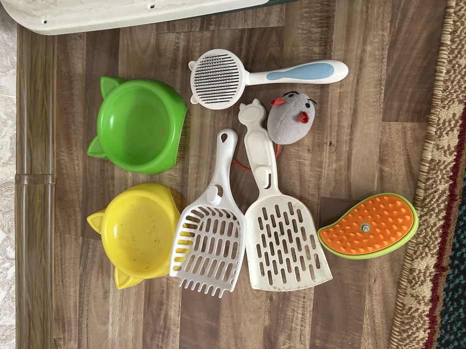 Scottish fold sotiladi 4 oyli