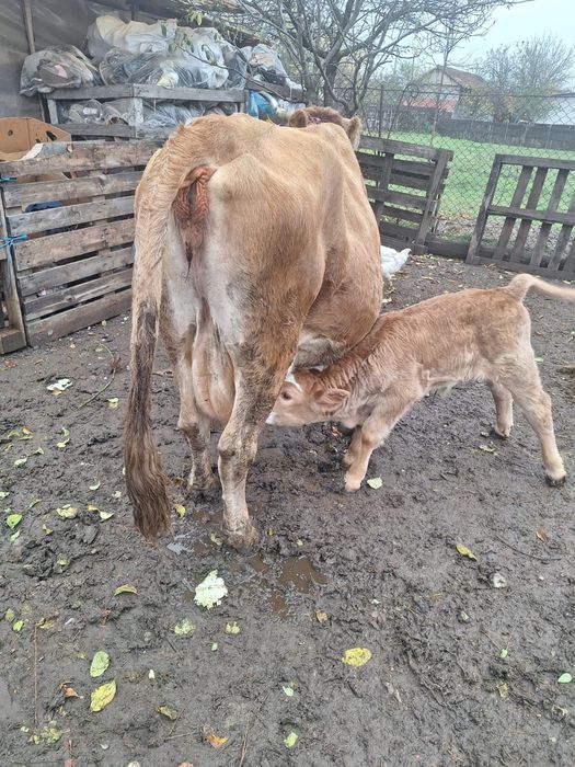 Vand vaca cu vițel de 2 săptămâni