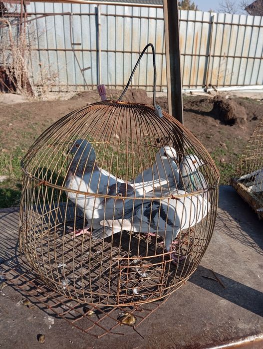 Продам или обмен на пару Тасмана цена 20тыш