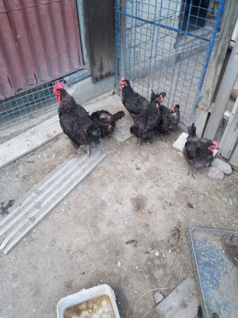 Familie marans 5+1