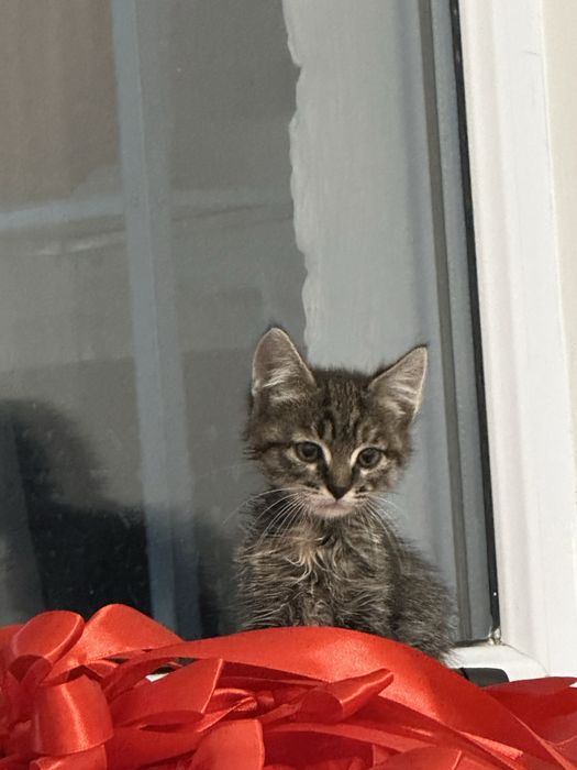 Котята 1,5 месяцев