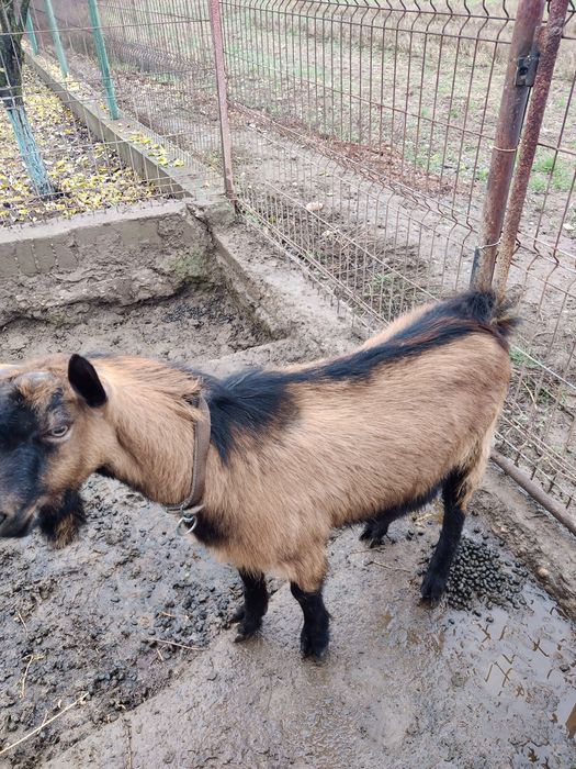 Vând țap rasa alpina franceza