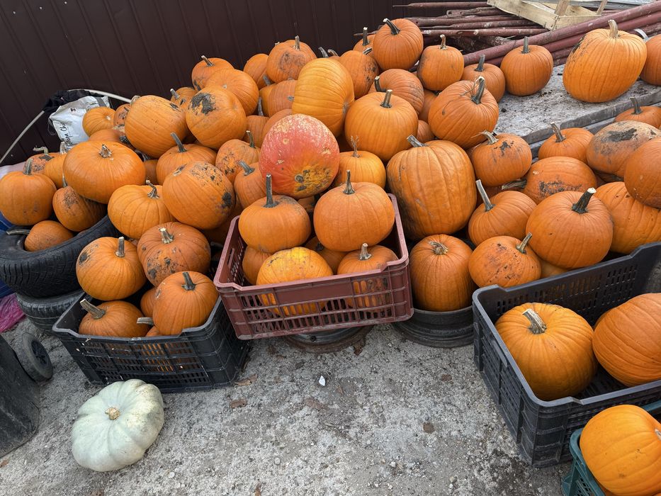 Vând bostani de Halloween