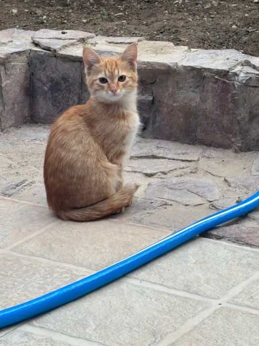 Эти милые котята ищут заботливых хозяев