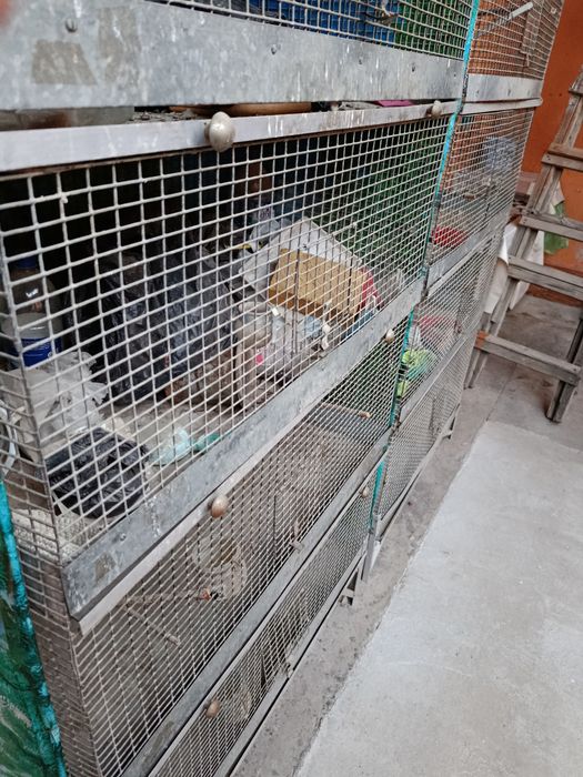 Клетка ССР сетка