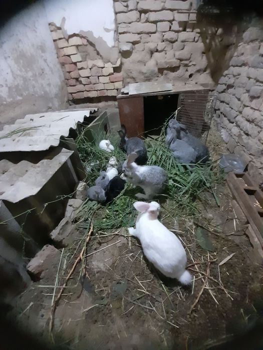 Продаю кроликов 5 месячные